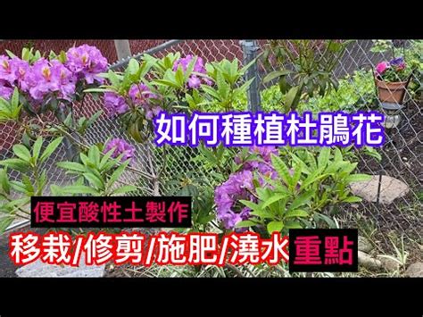 杜鵑花禁忌|【家裡種杜鵑】家裡種杜鵑！別忽略風水禁忌，影響運勢！